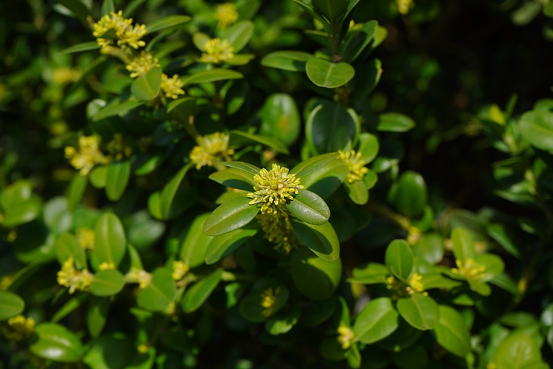 Boxwood evergreen shrub