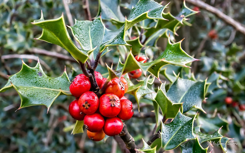 Holly shrub