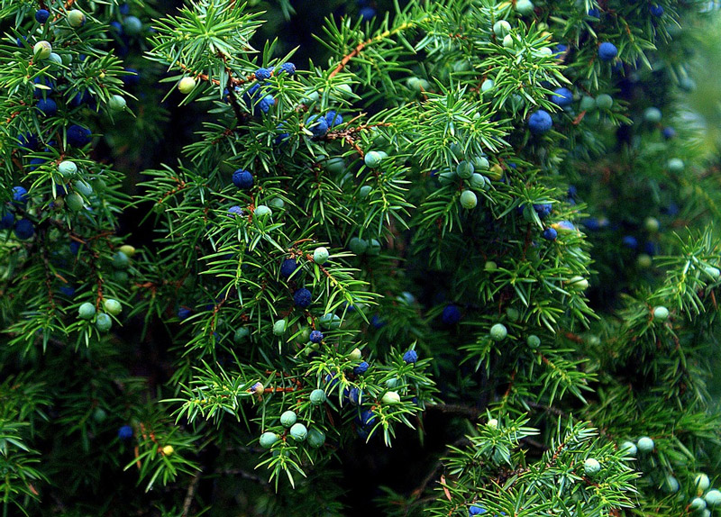 Junipers shrub