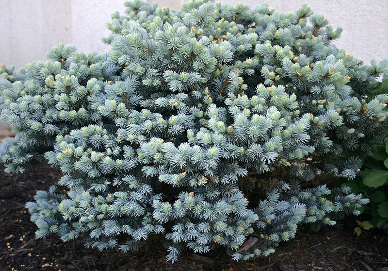 Ornamental spruce