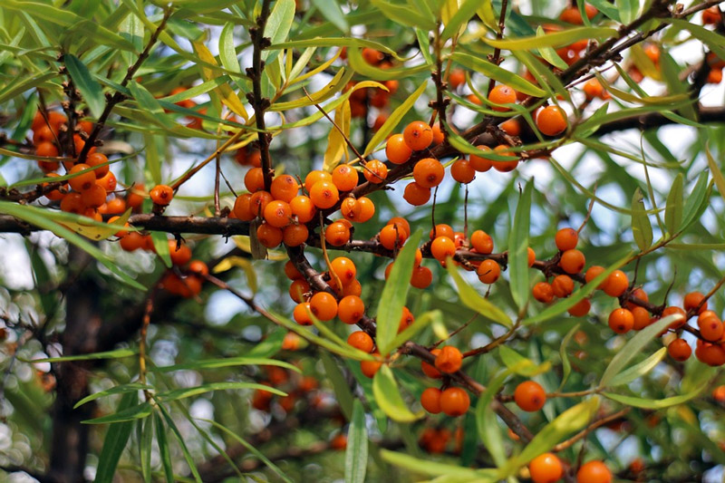 Sea buckthorn evergreen bush