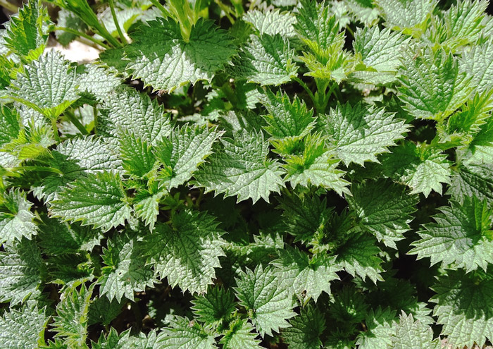 Stinging nettle leaves