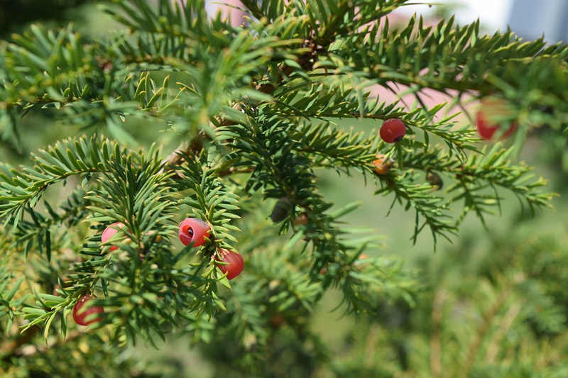 Yew shrub