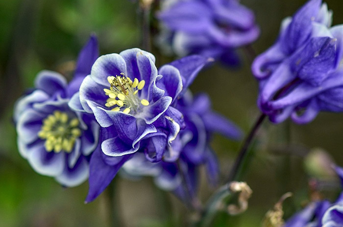 Columbine