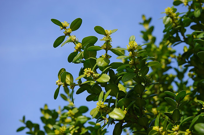 Boxwood shrub