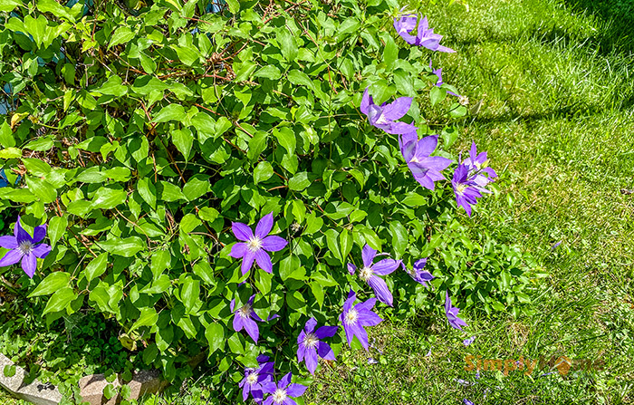 Clematis Vine