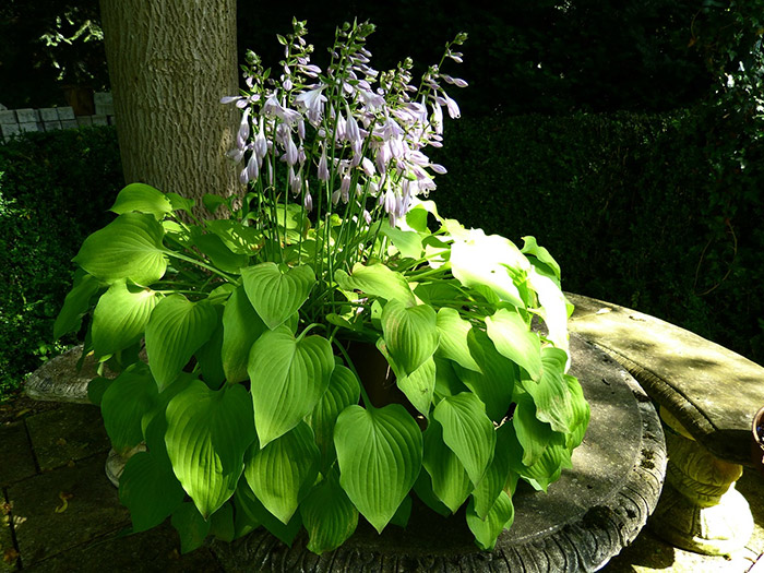 Hostas