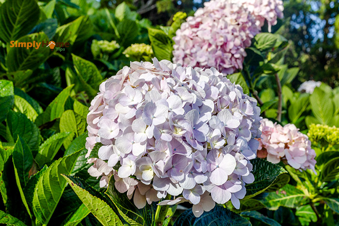 Hydrangeas