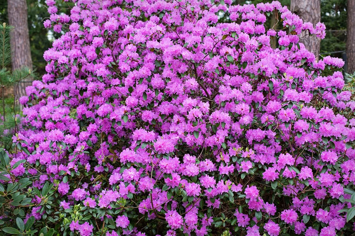 Rhododendron