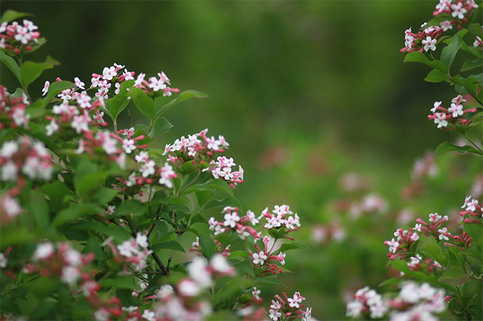 Abelia shrub