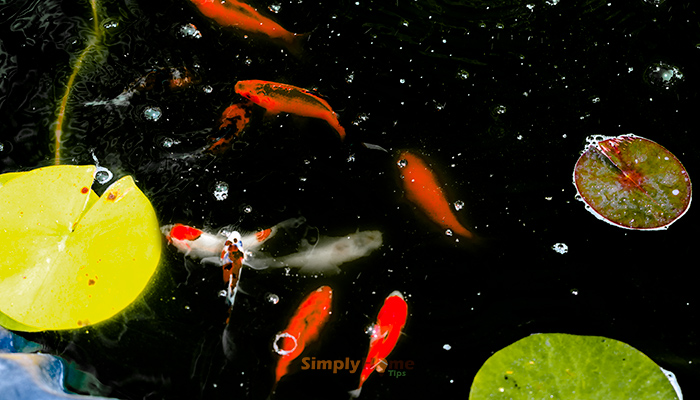 Outdoor pond fishes