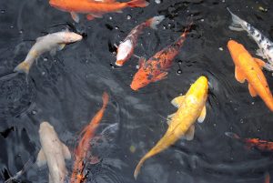Koi fishes in pond