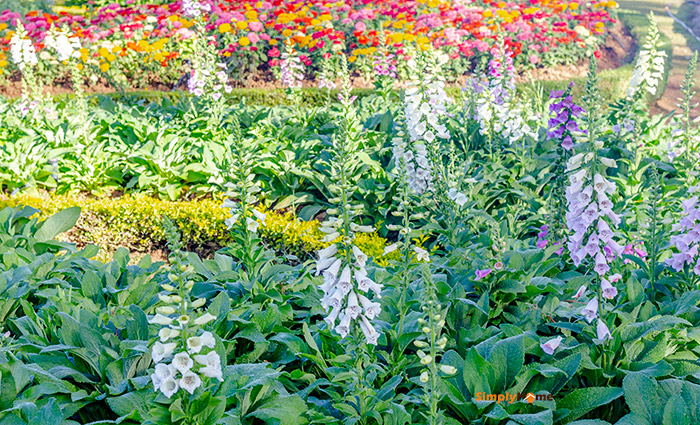 easy-care Perennials 