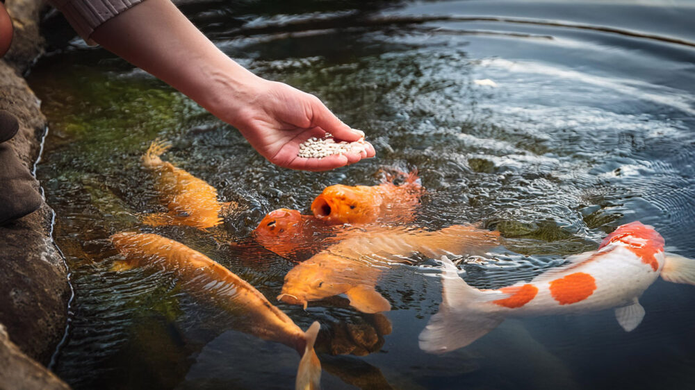 Avoid overfeeding feeding koi