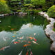 Koi Pond Green Water