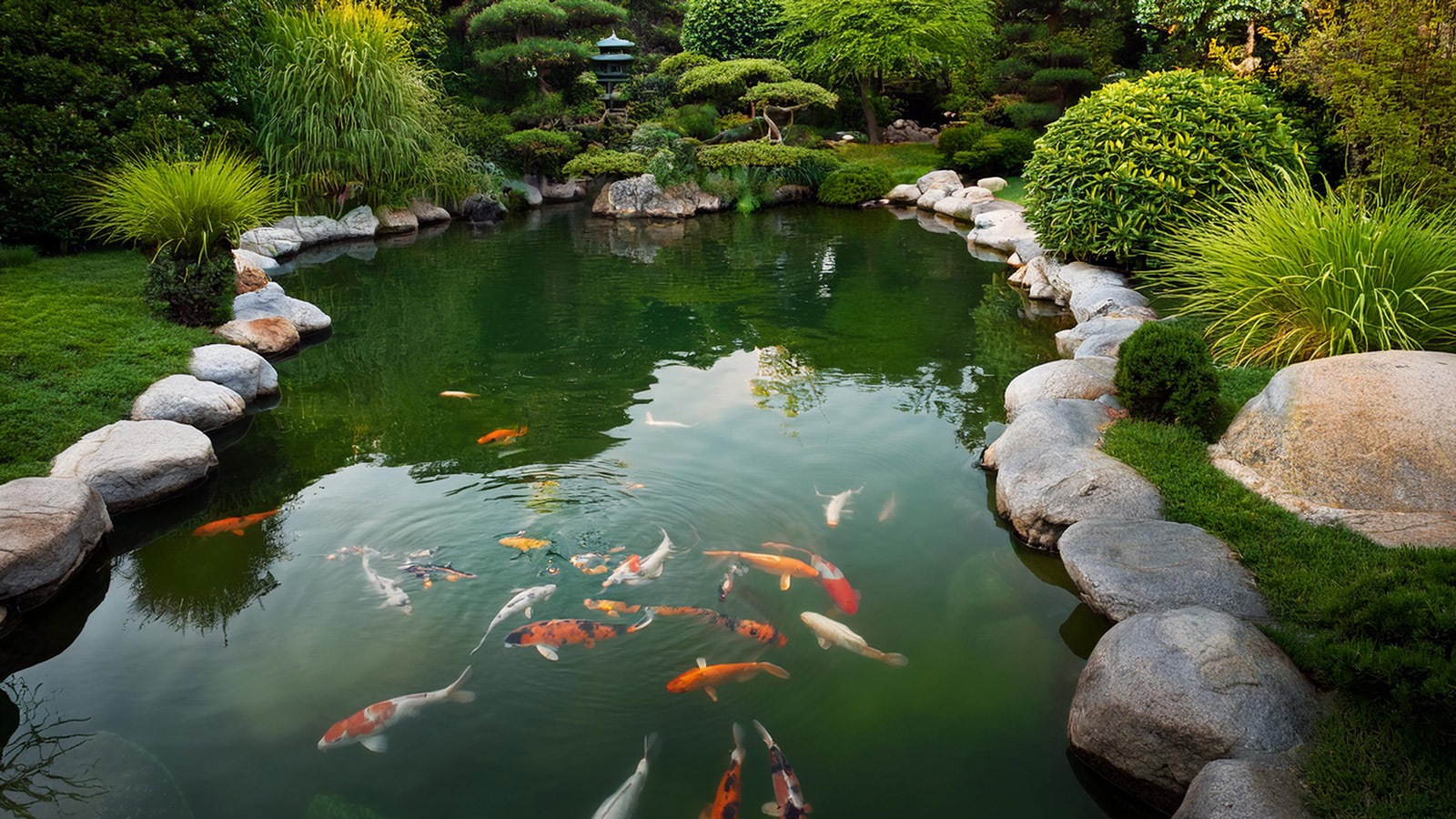 Koi Pond Green Water