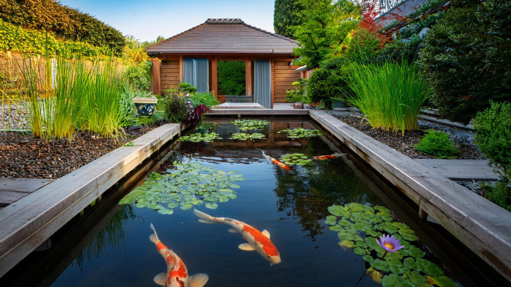 A koi pond with aquatic plants 