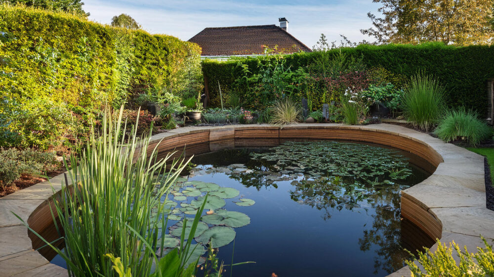 Aquatic plants on a pond