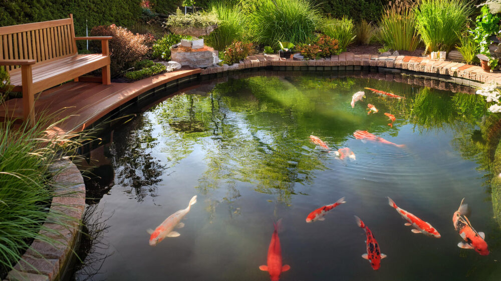 A backyard pond with koi