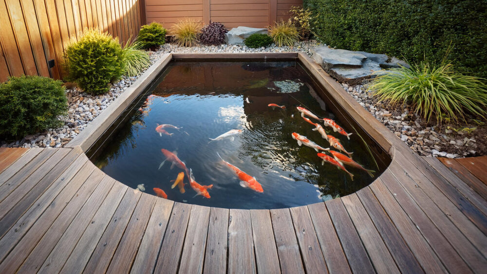 A clear water koi pond