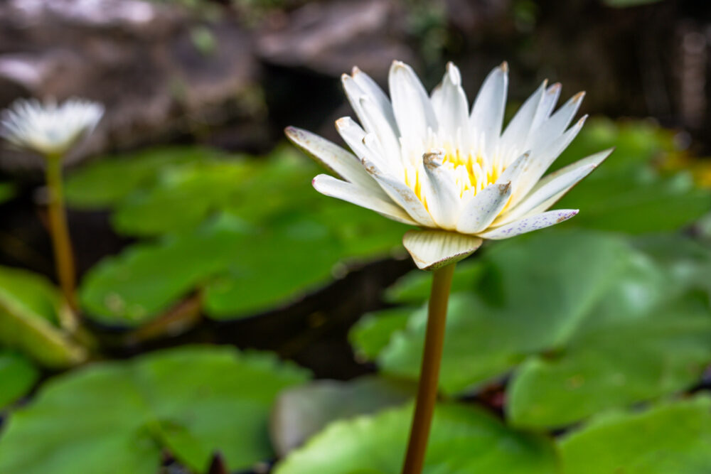 Water lilies