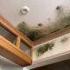 Prevent Mold in High-Humidity Homes