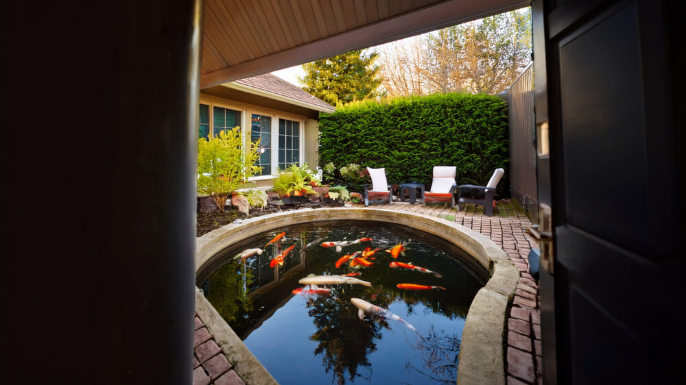 A Backyard Koi Pond